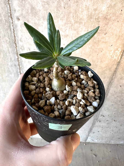 【現品限り】パキポディウム・サキュレンタム【F3】 Pachypodium succulentum