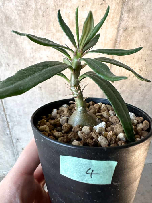 【現品限り】パキポディウム・サキュレンタム【F4】 Pachypodium succulentum
