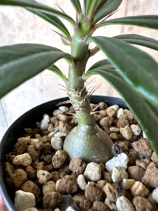 【現品限り】パキポディウム・サキュレンタム【F4】 Pachypodium succulentum