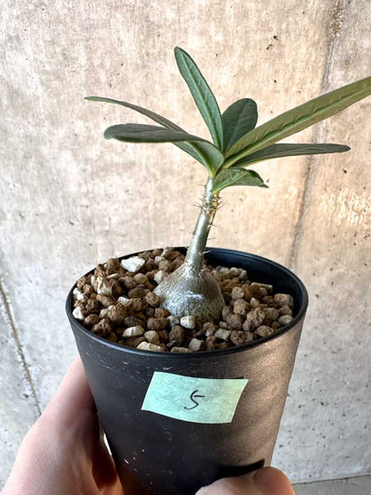 【現品限り】パキポディウム・サキュレンタム【F5】 Pachypodium succulentum