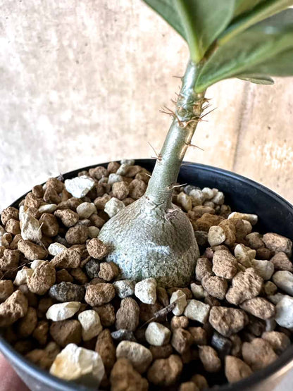 【現品限り】パキポディウム・サキュレンタム【F5】 Pachypodium succulentum