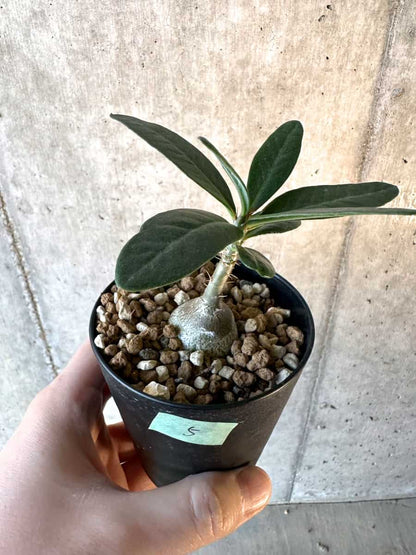 【現品限り】パキポディウム・サキュレンタム【F5】 Pachypodium succulentum