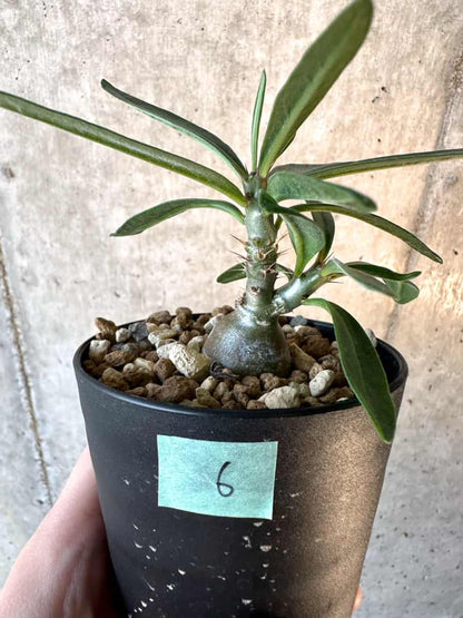 【現品限り】パキポディウム・サキュレンタム【F6】 Pachypodium succulentum