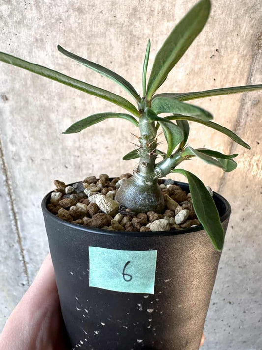 【現品限り】パキポディウム・サキュレンタム【F6】 Pachypodium succulentum