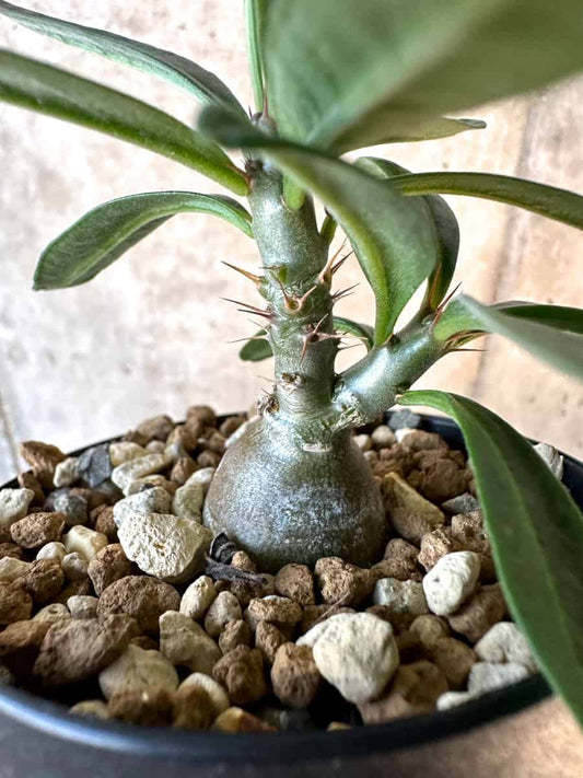【現品限り】パキポディウム・サキュレンタム【F6】 Pachypodium succulentum