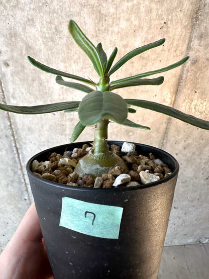 【現品限り】パキポディウム・サキュレンタム【F7】 Pachypodium succulentum