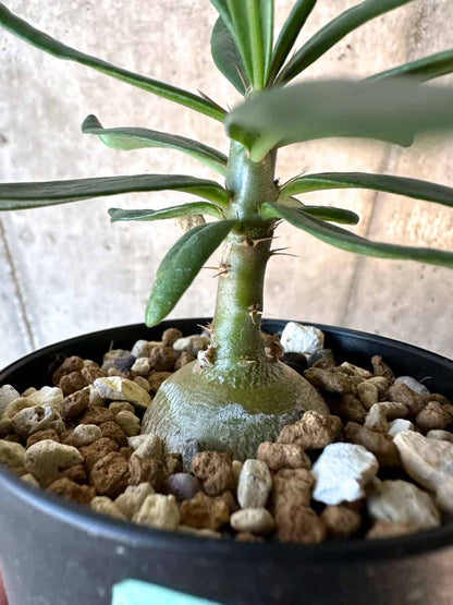 【現品限り】パキポディウム・サキュレンタム【F7】 Pachypodium succulentum