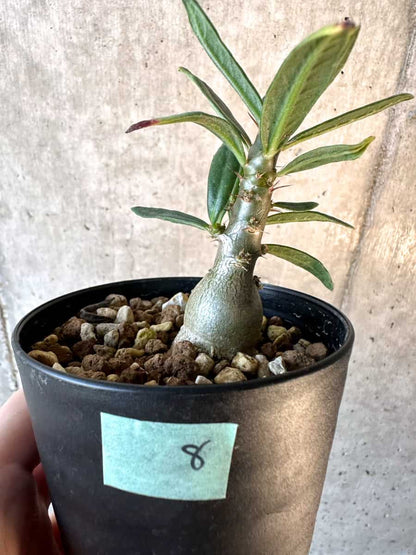 【現品限り】パキポディウム・サキュレンタム【F8】 Pachypodium succulentum