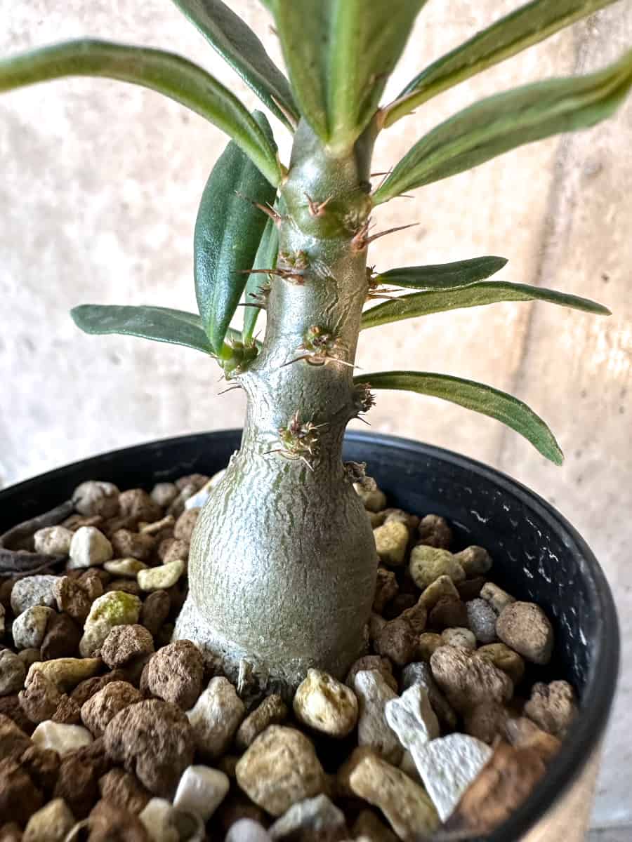【現品限り】パキポディウム・サキュレンタム【F8】 Pachypodium succulentum