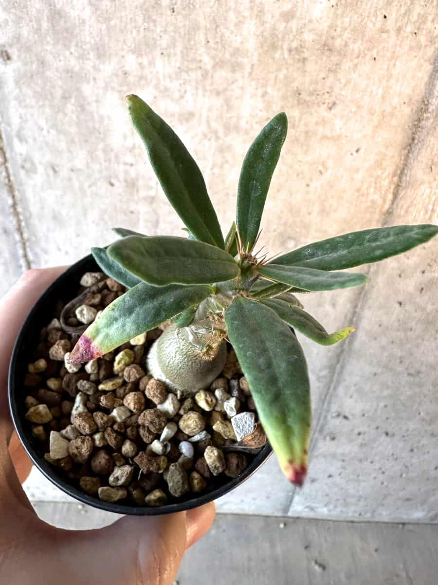 【現品限り】パキポディウム・サキュレンタム【F8】 Pachypodium succulentum