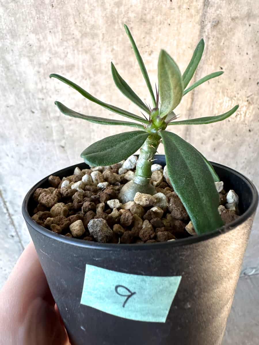 【現品限り】パキポディウム・サキュレンタム【F9】 Pachypodium succulentum