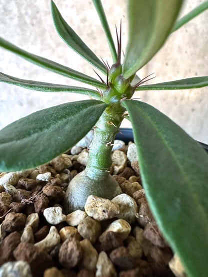 【現品限り】パキポディウム・サキュレンタム【F9】 Pachypodium succulentum