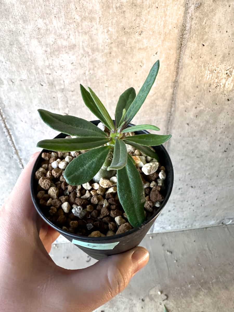 【現品限り】パキポディウム・サキュレンタム【F9】 Pachypodium succulentum