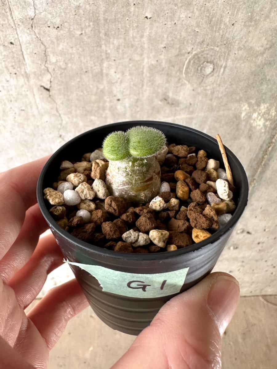 【現品限り】チレコドン・ノルティ【G1】 Tylecodon nolteei