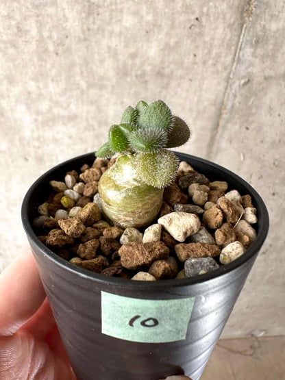 【現品限り】チレコドン・ノルティ【G10】 Tylecodon nolteei