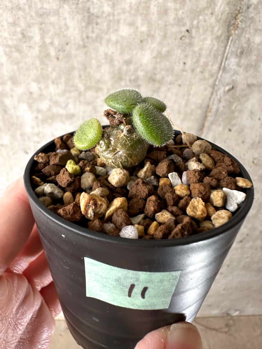 【現品限り】チレコドン・ノルティ【G11】 Tylecodon nolteei