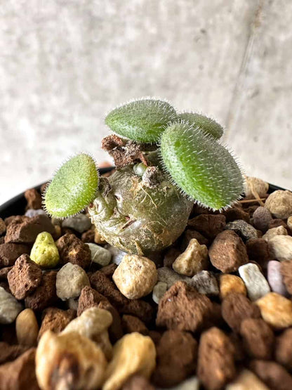 【現品限り】チレコドン・ノルティ【G11】 Tylecodon nolteei