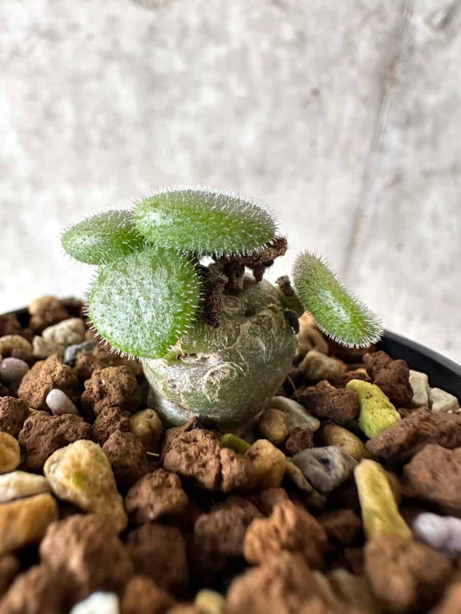 【現品限り】チレコドン・ノルティ【G11】 Tylecodon nolteei