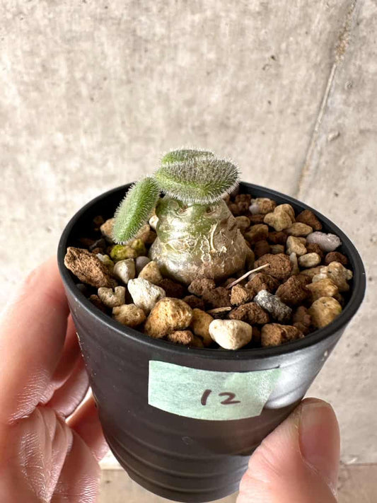 【現品限り】チレコドン・ノルティ【G12】 Tylecodon nolteei