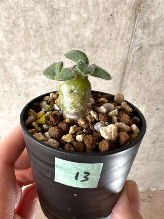 【現品限り】チレコドン・ノルティ【G13】 Tylecodon nolteei