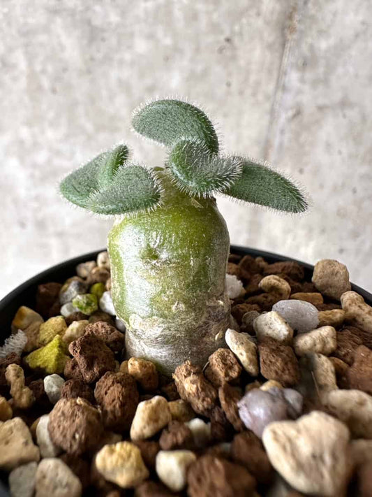 【現品限り】チレコドン・ノルティ【G13】 Tylecodon nolteei