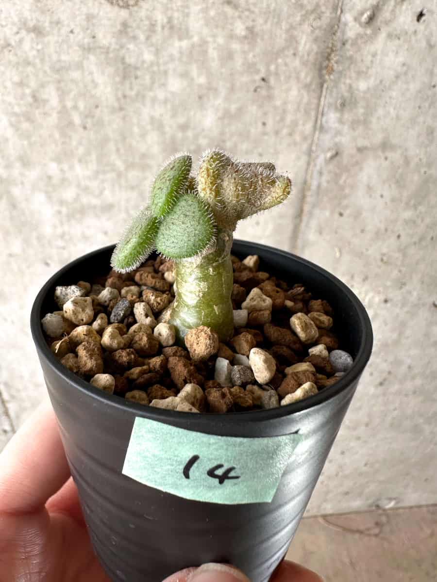 【現品限り】チレコドン・ノルティ【G14】 Tylecodon nolteei