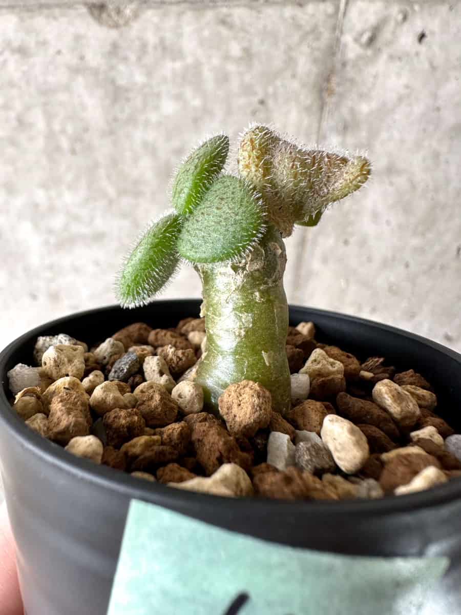 【現品限り】チレコドン・ノルティ【G14】 Tylecodon nolteei