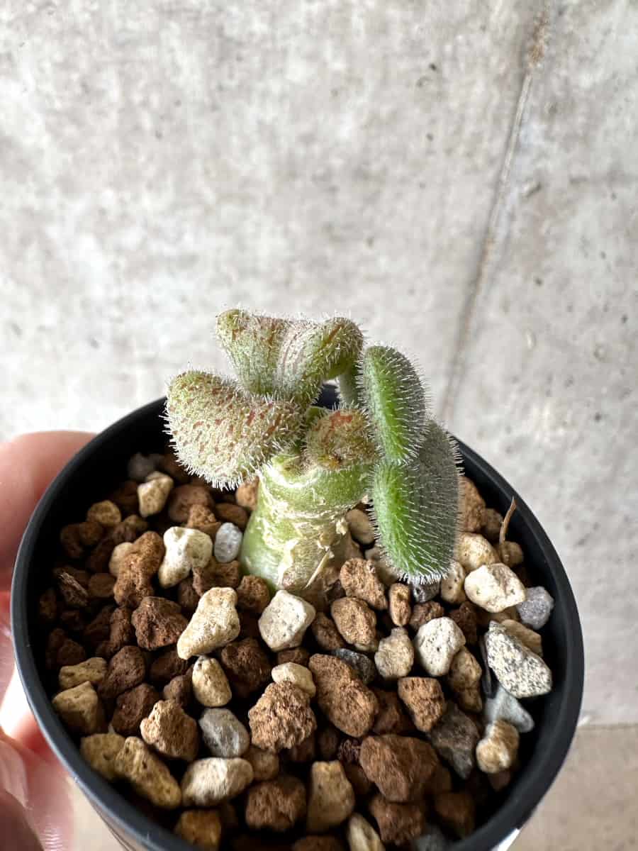 【現品限り】チレコドン・ノルティ【G14】 Tylecodon nolteei