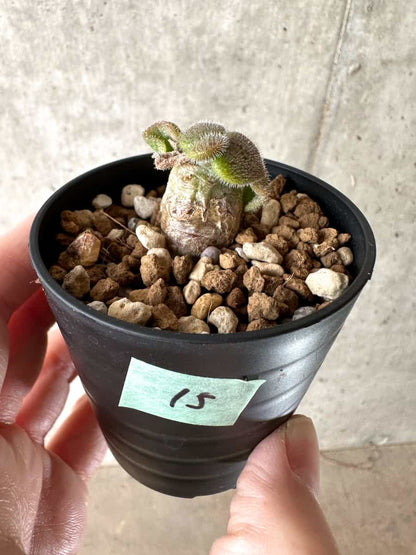 【現品限り】チレコドン・ノルティ【G15】 Tylecodon nolteei
