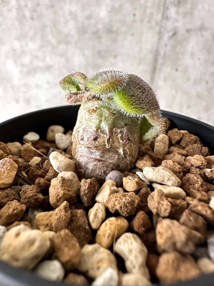 【現品限り】チレコドン・ノルティ【G15】 Tylecodon nolteei