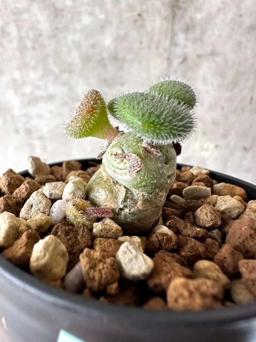 【現品限り】チレコドン・ノルティ【G16】 Tylecodon nolteei