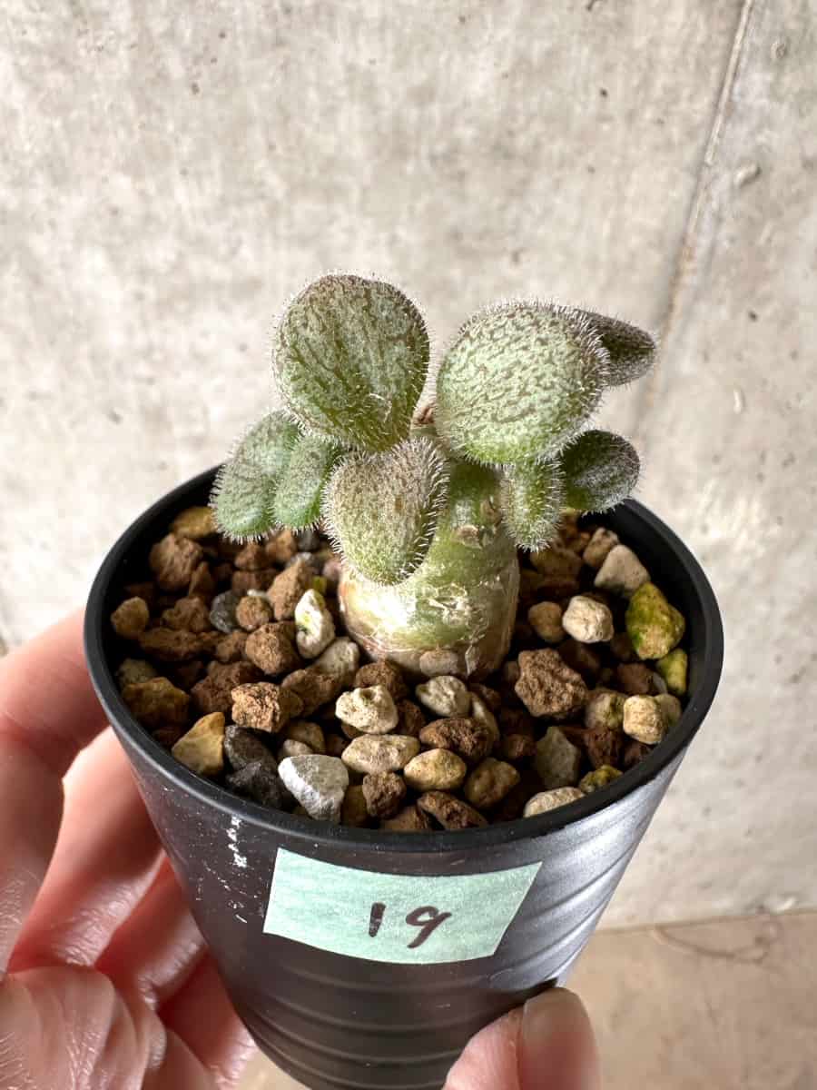 【現品限り】チレコドン・ノルティ【G19】 Tylecodon nolteei