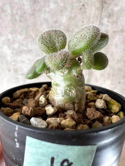 【現品限り】チレコドン・ノルティ【G19】 Tylecodon nolteei