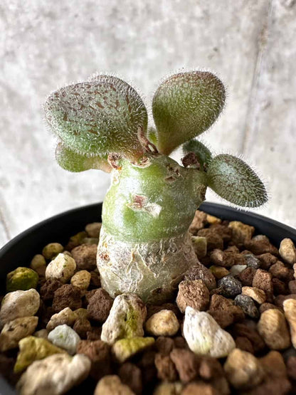 【現品限り】チレコドン・ノルティ【G19】 Tylecodon nolteei