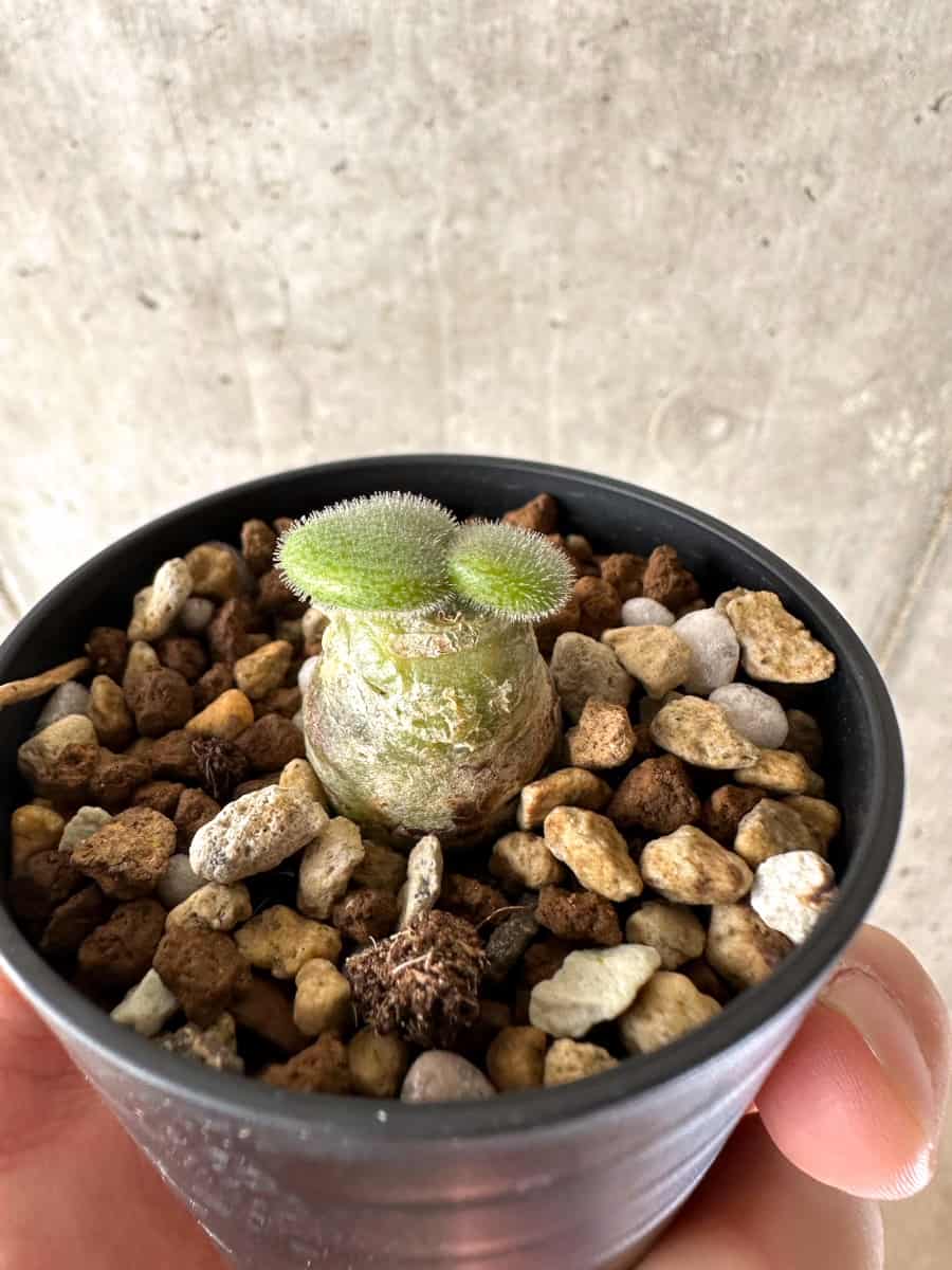 【現品限り】チレコドン・ノルティ【G1】 Tylecodon nolteei