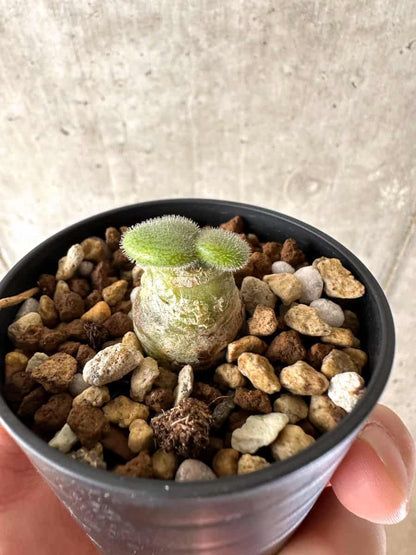 【現品限り】チレコドン・ノルティ【G1】 Tylecodon nolteei