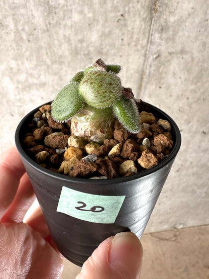 【現品限り】チレコドン・ノルティ【G20】 Tylecodon nolteei