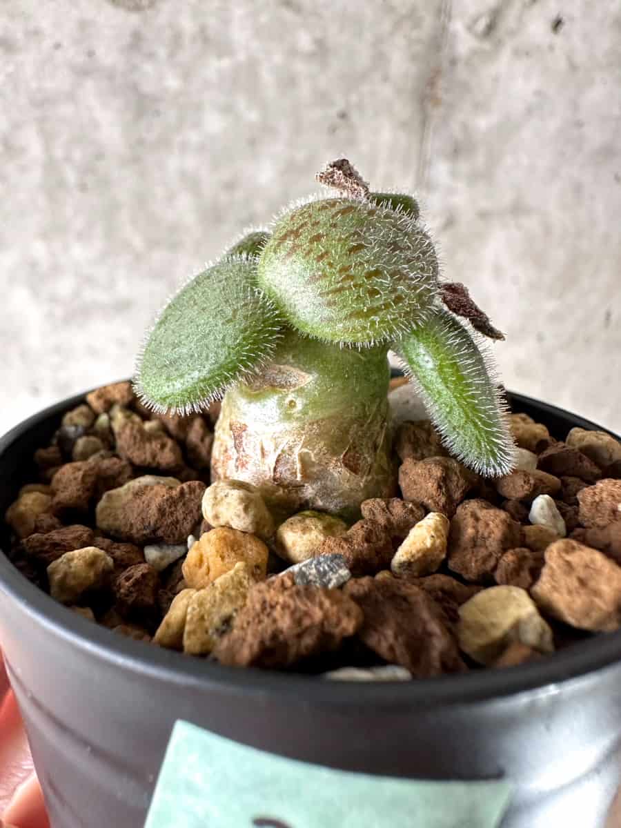 【現品限り】チレコドン・ノルティ【G20】 Tylecodon nolteei