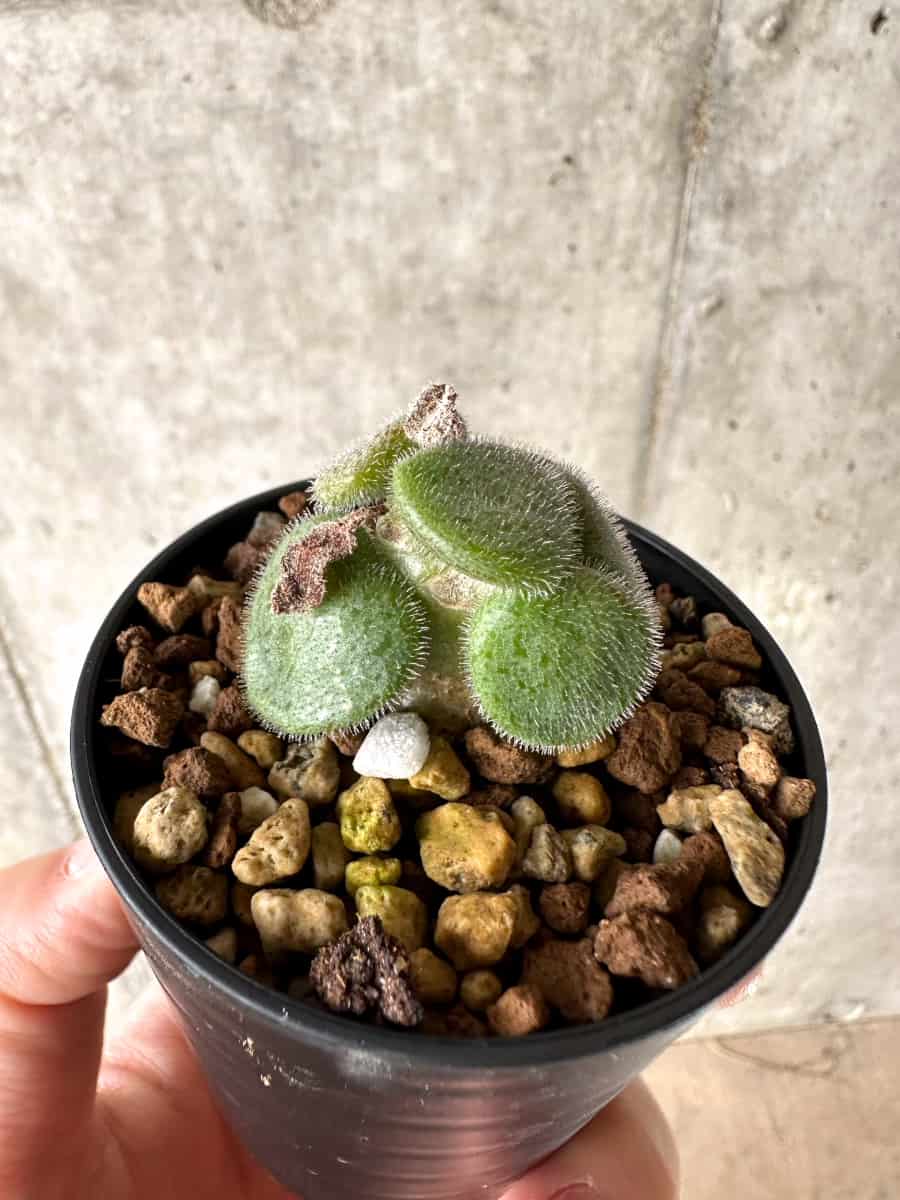 【現品限り】チレコドン・ノルティ【G20】 Tylecodon nolteei