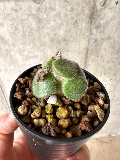 【現品限り】チレコドン・ノルティ【G20】 Tylecodon nolteei