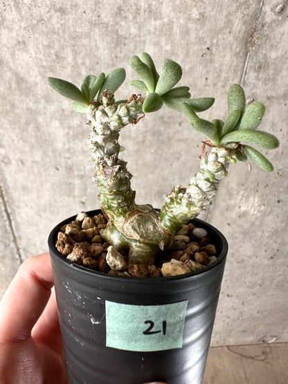 【現品限り】チレコドン・スルフレウス【G21】 Tylecodon sulphureus v sulphureus