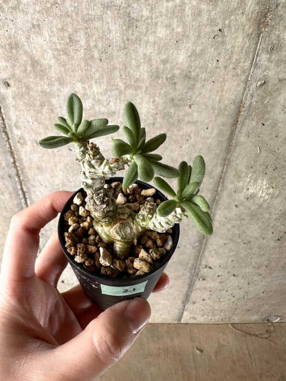 【現品限り】チレコドン・スルフレウス【G21】 Tylecodon sulphureus v sulphureus