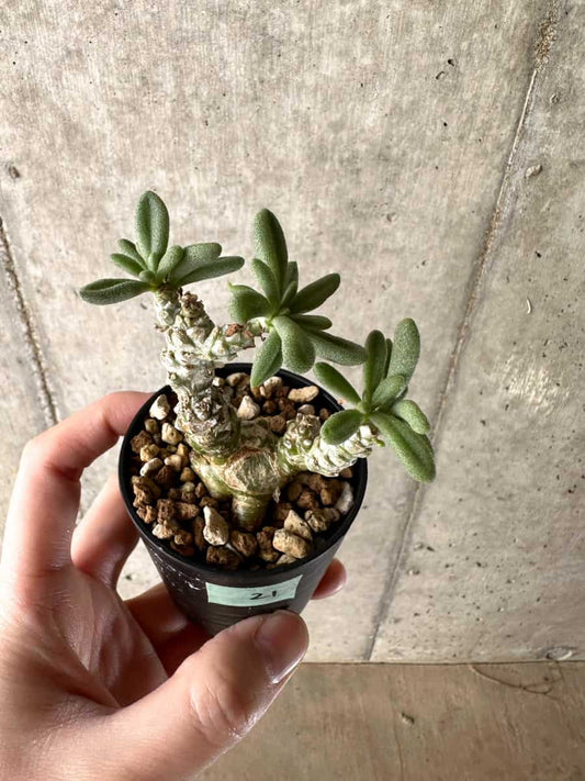 【現品限り】チレコドン・スルフレウス【G21】 Tylecodon sulphureus v sulphureus