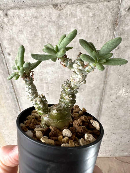 【現品限り】チレコドン・スルフレウス【G21】 Tylecodon sulphureus v sulphureus