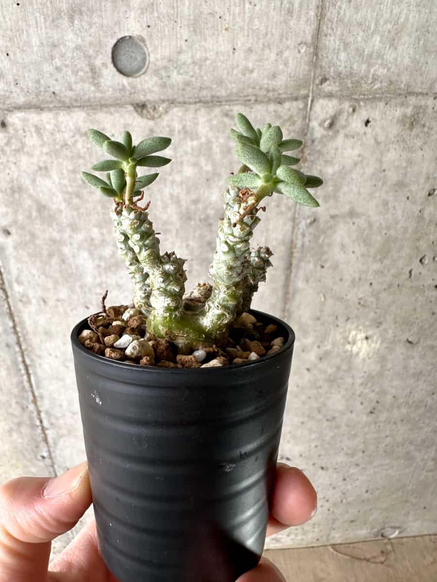現品限り】チレコドン・スルフレウス【G22】 Tylecodon sulphureus v