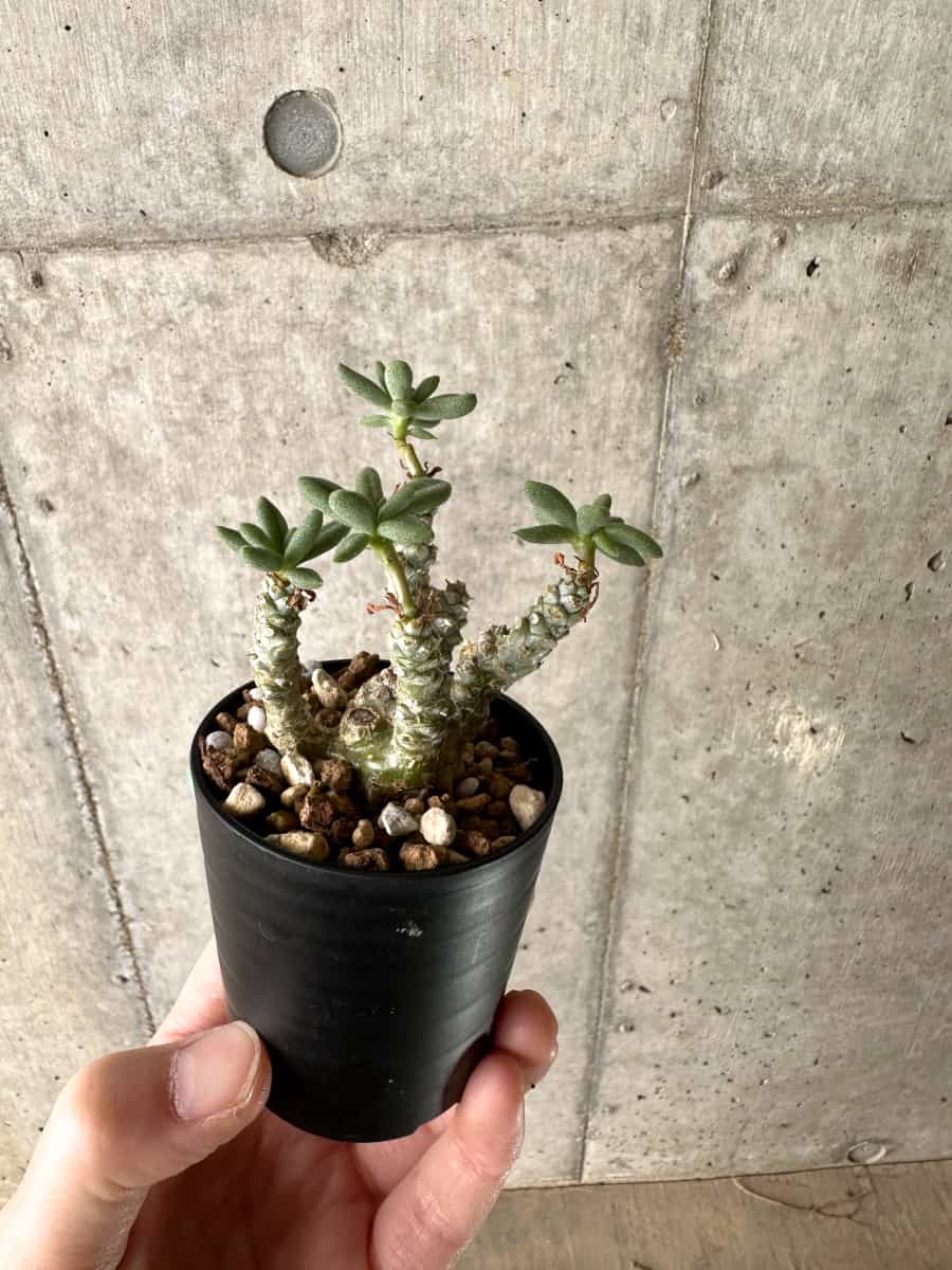 【現品限り】チレコドン・スルフレウス【G22】 Tylecodon sulphureus v sulphureus