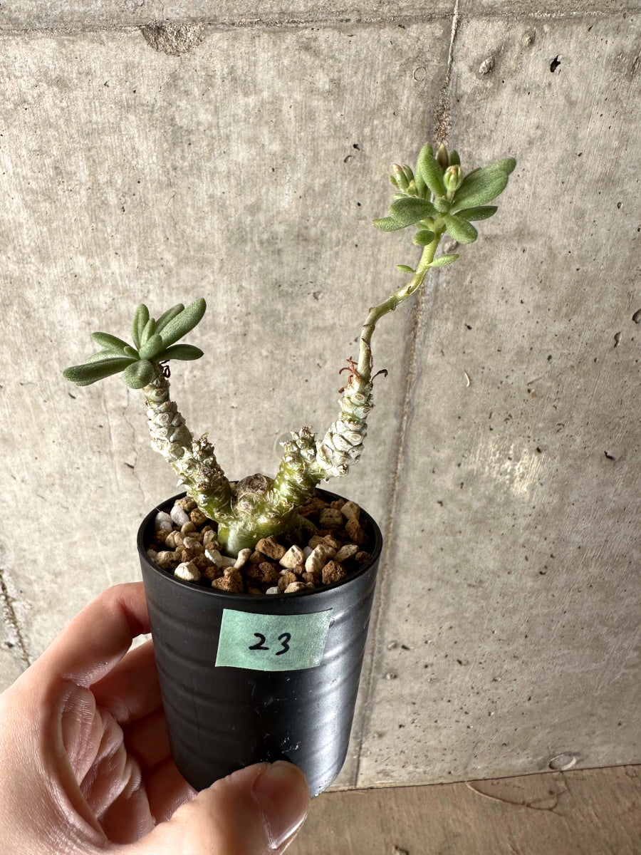 【現品限り】チレコドン・スルフレウス【G23】 Tylecodon sulphureus v sulphureus