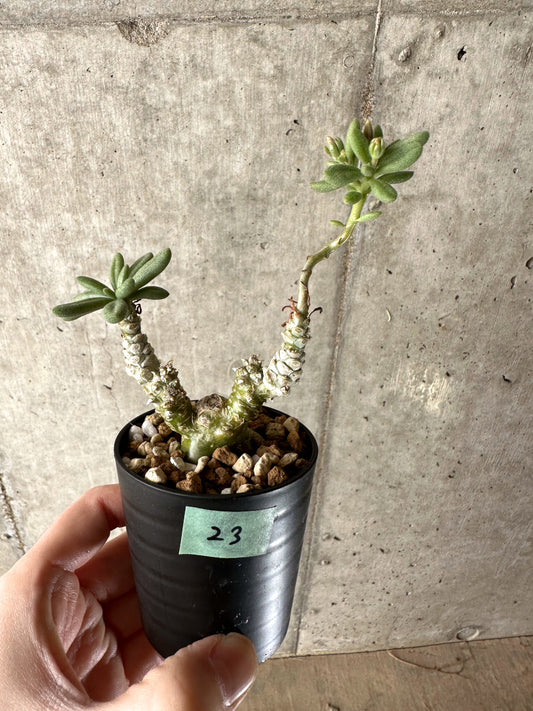 【現品限り】チレコドン・スルフレウス【G23】 Tylecodon sulphureus v sulphureus
