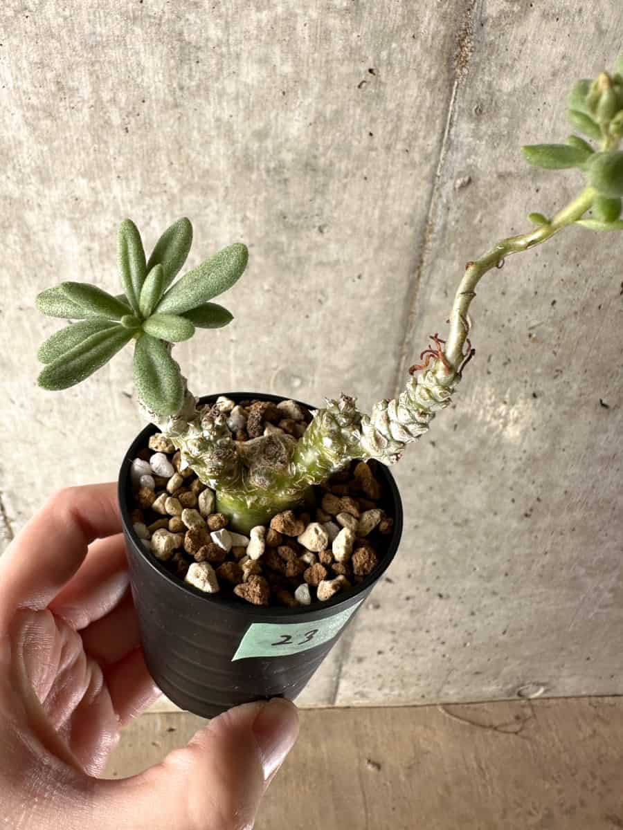 【現品限り】チレコドン・スルフレウス【G23】 Tylecodon sulphureus v sulphureus