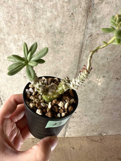 【現品限り】チレコドン・スルフレウス【G23】 Tylecodon sulphureus v sulphureus